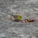 Pine Warbler