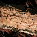 Split Pore Polypore
