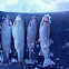 Rainbow Trout
