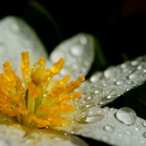 Bloodroot (Sanguinaria canadensis) by Sondra Sarra - Nature Up Close Flowers ( water, petals, drops, white, yellow, bloodroot, sanguinaria canadensis, flower )