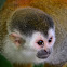 Mono Titi
