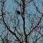 Red Winged Black Bird