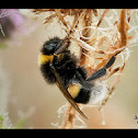 Bombus Hortorum