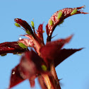 Aphids