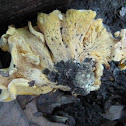unknown chanterelle