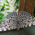 Variable Cracker