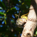 Wasp eating bee