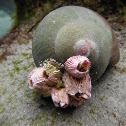 Recluz's Moonsnail