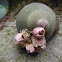 Recluz's Moonsnail