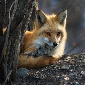 Female Adult Red Fox by Rachel Bilodeau - Animals Other Mammals
