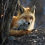 Female Adult Red Fox by Rachel Bilodeau - Animals Other Mammals