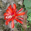 Orchid Cactus