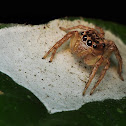 Jumping Spider