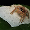 Jumping Spider
