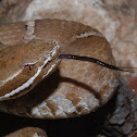 Arizona Ridge-nosed Rattlesnake