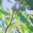 Japanese flowering Cherry