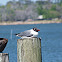 Laughing Gull