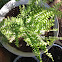 Sword fern