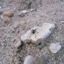 Wolf Spider