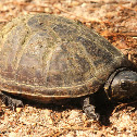 Eastern mud turtle