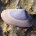 Coquina