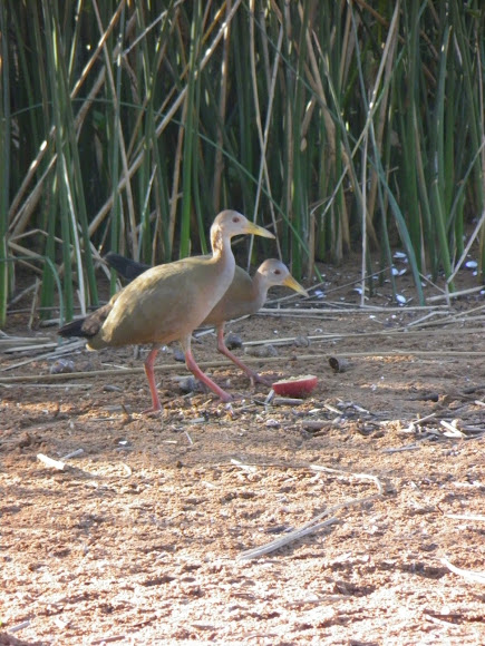 Spotting Image 1
