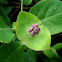 Interwoven Honeysuckle