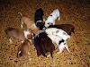 Regalo Cachorros 45 Dias
