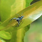 Jumping Spider
