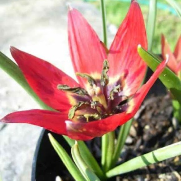 Spotting Image 1