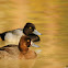 Lesser Scaup