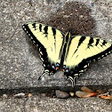 Eastern Tiger Swallowtail