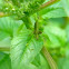 grasshopper