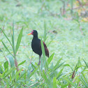 Wattled Jacana
