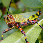 Grasshopper