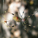 Golden Orb Weaver