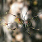 Golden Orb Weaver