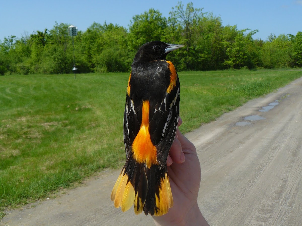 Baltimore Oriole