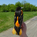 Baltimore Oriole