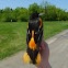 Baltimore Oriole