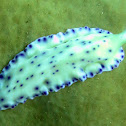 Pseudoceros laingensis