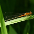 Eastern forktail (immature female)