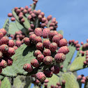 Prickly Pear fruit