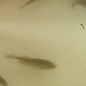 Pumpkinseed