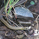 Wandering Garter Snake