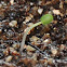 Apache Sunset Agastache