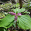Trillium ovatum