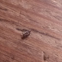 Lacewing larva