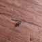 Lacewing larva