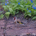 European Goldfinch